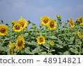 向日葵 48914821