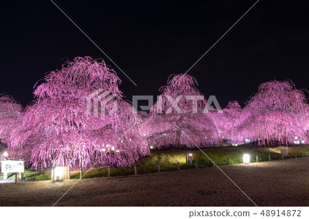 Plum Festival-light up ... of Suzuka no Mori garden 48914872