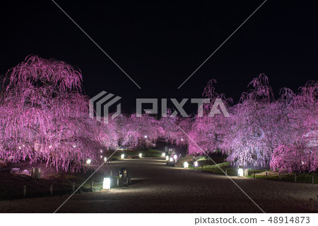 Plum Festival-light up ... of Suzuka no Mori garden 48914873