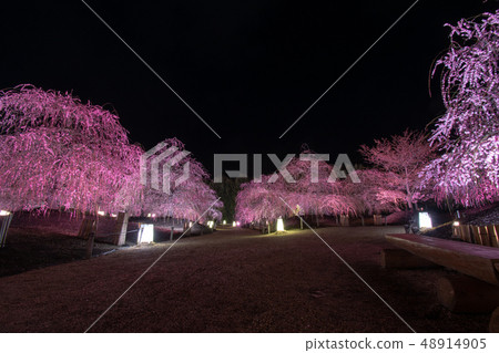 Plum Festival-light up ... of Suzuka no Mori garden Plum Festival-light up ... of Suzuka no Mori garden 48914905