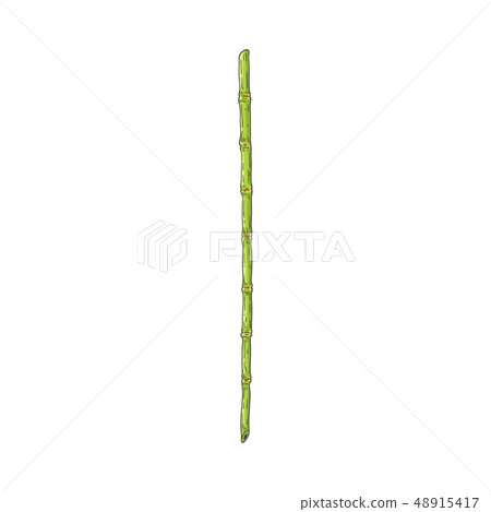 Green bamboo stem in sketch style isolated on white background. 48915417