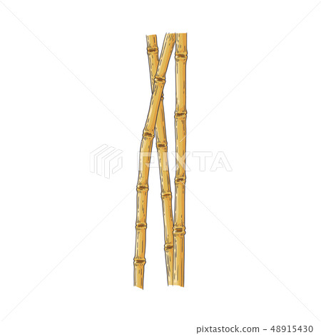 Bundle of brown bamboo sticks in sketch style isolated on white background. 48915430