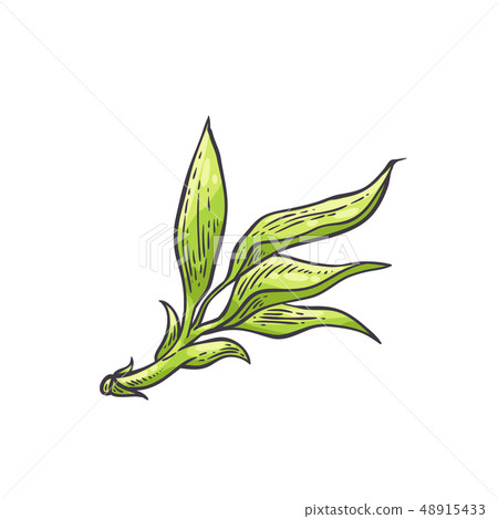 Bamboo green leaves - vector illustration of traditional asian bambu zen plant Bamboo green leaves - vector illustration of traditional asian bambu zen plant 48915433
