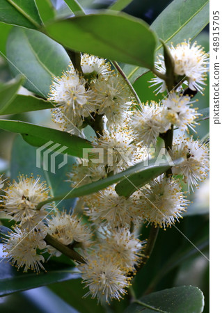 Nature Plant Kuroki, mid-March. A lot of white pom poms peep from among blossoms and green leaves in full bloom Nature Plant Kuroki, mid-March. A lot of white pom poms peep from among blossoms and green leaves in full bloom 48915705