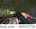 Turtle and Nishikigoi 48915758
