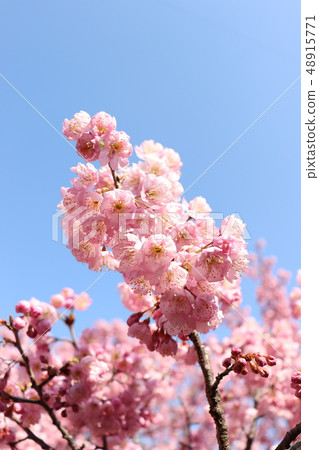 藍天的冷櫻花回來 48915771