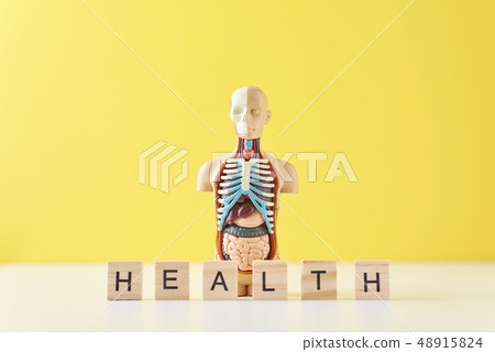anatomy mannequin with internal organs 48915824