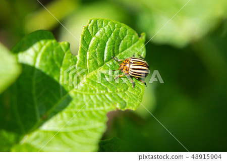 Colorado potato beetle on potato bush leaf 48915904