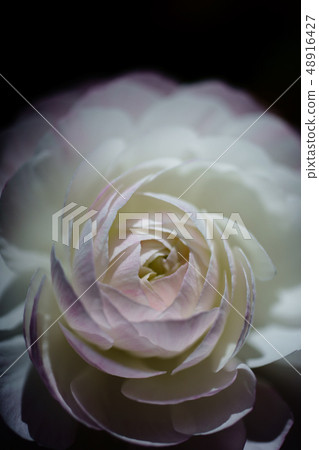 Claire Austin 48916427