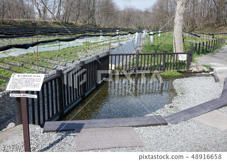 Daio芥末農場:親水廣場Azumino市穗高 Daio芥末農場:親水廣場Azumino市穗高 48916658