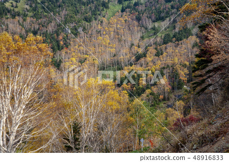 Autumn leaves of Manza 48916833