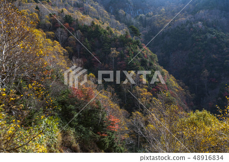 Autumn leaves of Manza 48916834