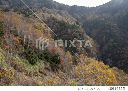Autumn leaves of Manza Autumn leaves of Manza 48916835