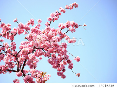 Cherry blossom blue sky Cherry blossom blue sky 48916836