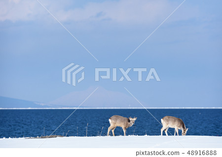 Male Ezoshika (Hokkaido) appeared on the beach Male Ezoshika (Hokkaido) appeared on the beach 48916888