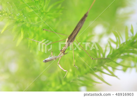 Ranatra chinensis: The moment of predation in water 48916903
