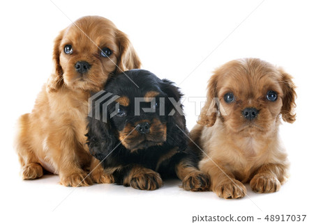 puppies cavalier king charles 48917037
