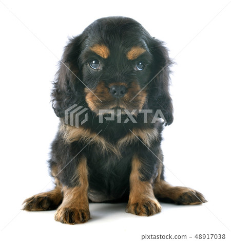 puppy cavalier king charles 48917038
