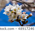 櫻花 48917246