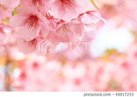 河津櫻花 48917255