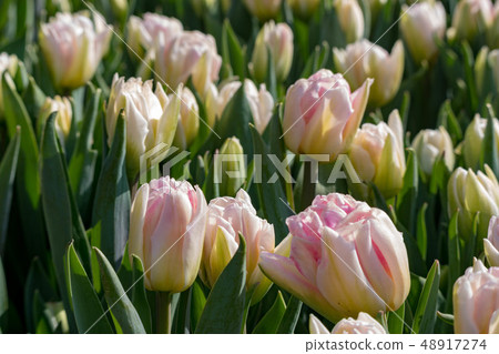 鬱金香花（白色） 48917274