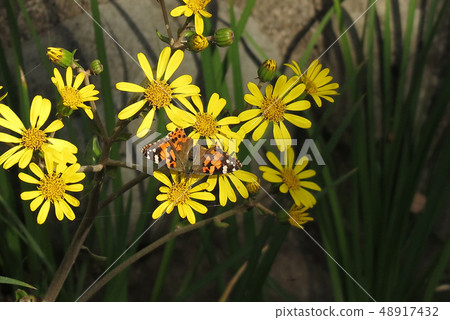 Painted lizard in Tsuwabuki Painted lizard in Tsuwabuki 48917432