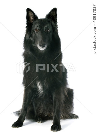 groenendael groenendael 48917837