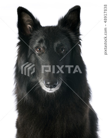 groenendael groenendael 48917838