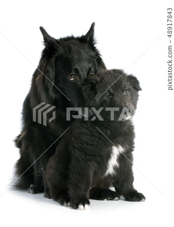 puppy and adult groenendael puppy and adult groenendael 48917843