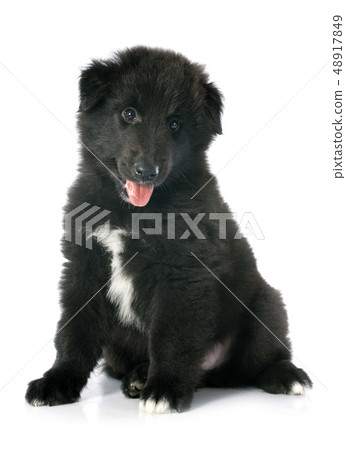 puppy groenendael puppy groenendael 48917849