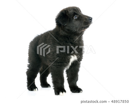 puppy groenendael puppy groenendael 48917850