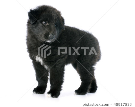 puppy groenendael puppy groenendael 48917853