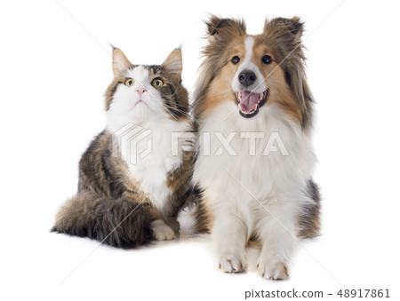 shetland dog and maine coon cat shetland dog and maine coon cat 48917861