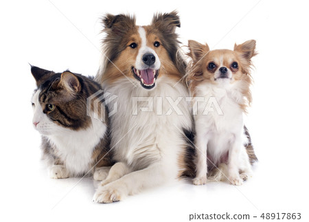 dogs and cat 48917863
