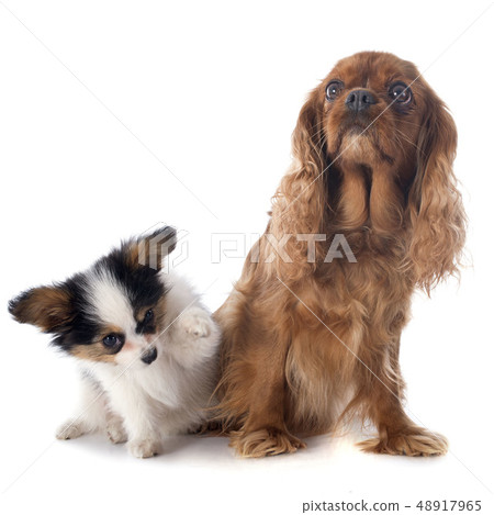 papillon puppy and cavalier king charles 48917965