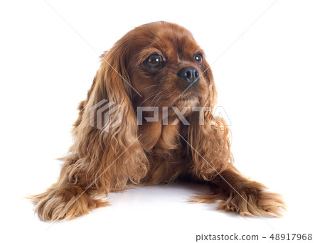 cavalier king charles cavalier king charles 48917968