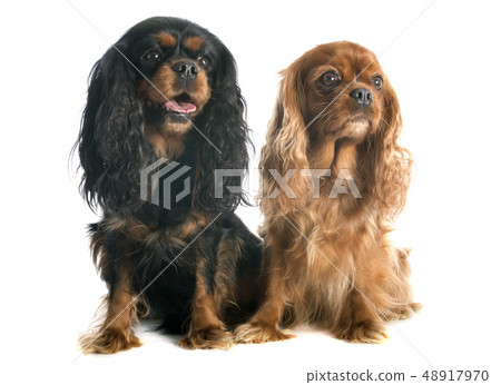 two cavalier king charles two cavalier king charles 48917970
