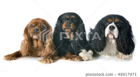 three cavalier king charles 48917971