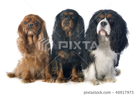 three cavalier king charles three cavalier king charles 48917973