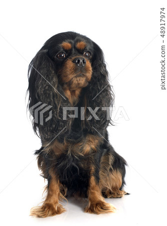 cavalier king charles cavalier king charles 48917974