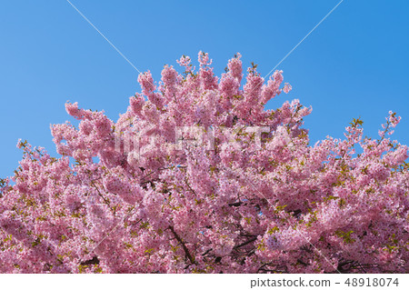 河津櫻花在早春 河津櫻花在早春 48918074