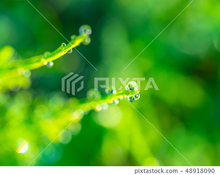 Morning dew of the horsetail 48918090