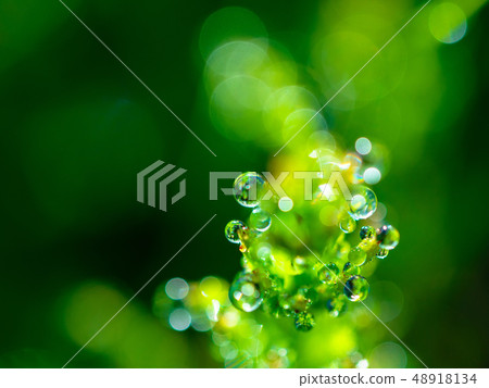 Morning dew of the horsetail Morning dew of the horsetail 48918134