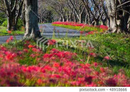 red spider lily announces the autumn equinox red spider lily announces the autumn equinox 48918666