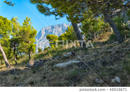 Sea Pine against the blue sky of the blue sea and gray rocks Sea Pine against the blue sky of the blue sea and gray rocks 48918671