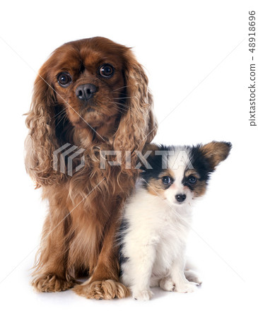 papillon puppy and cavalier king charles 48918696
