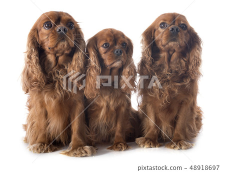 three cavalier king charles three cavalier king charles 48918697