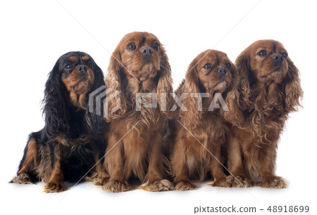 four cavalier king charles 48918699