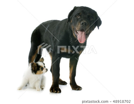 papillon puppy and rottweiler 48918702