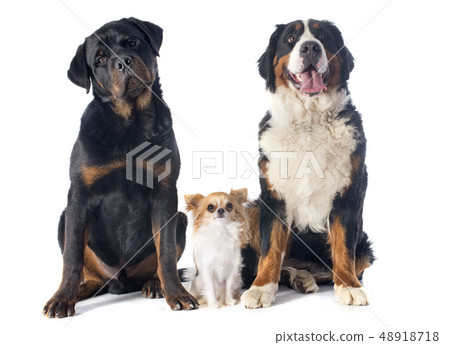 three dogs 48918718